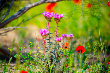Spring flowers under the rays of sunlight. Lilac flower close-up. Beautiful landscape of nature. Hi spring. Beautiful flowers on a green meadow.