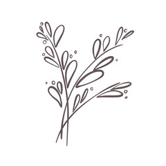 design element. hand-drawn doodle sketch. Twig with leaves outline. Simple minimalistic design. Food menu or cosmetic concept decoration. Isolated. 