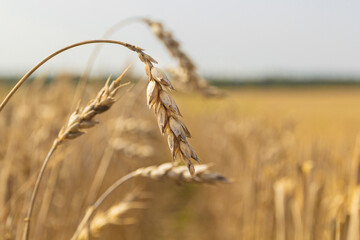 Drought on cereal fields. Dried wheat fields.Wheat bad harvest