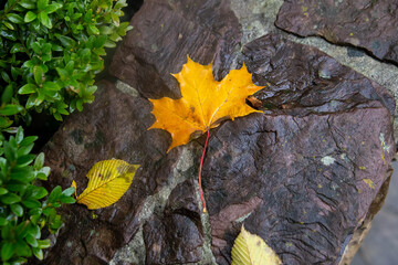 A yellowed maple leaf lies on the pavement. After the rain.