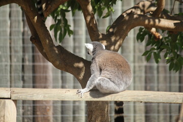 Lemuridae (Makigiller)