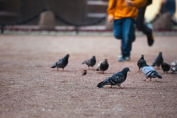Obraz premium in the city park, pigeons and sparrows walk on the ground in search of food and people walk