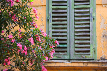 Green rustic Mediterranean window and pink oleander flowers in Split, Croatia. Selective focus.