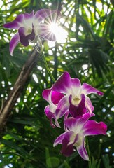 Vertical shot of purple orchids under sunlight