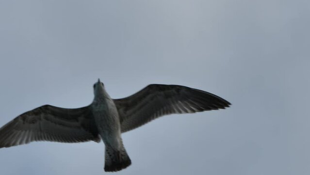 The bird flies overhead, handheld shot