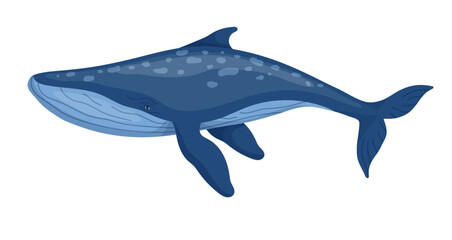 Marine mammal blue whale.Cartoon vector graphic.