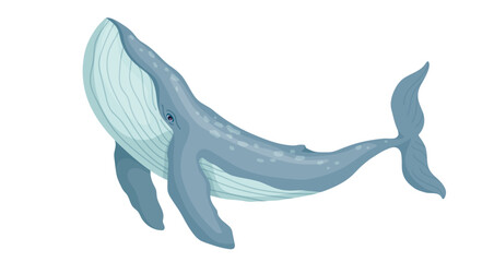 Fototapeta premium Marine mammal blue whale.Cartoon vector graphic.
