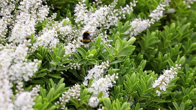 Bumblebee Collecting Pollen from White Hebe Flowers, Ireland