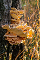 fungus tinder fungus yellow color on tree closeup