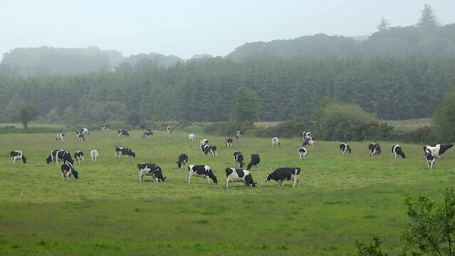 Black and White Cows Digging Holes and Rubbing Themselves in Mud, County Wicklow