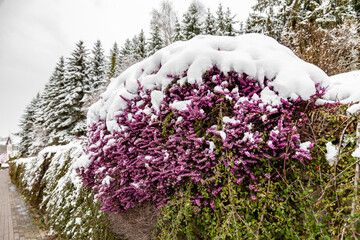 Erica carnea (winter heath) Plant with flowers in the snow