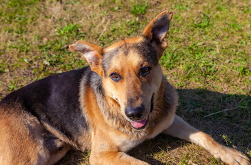 A red-and-black dog on the background of grass in the city in summer