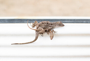 Mating lizards. Reproduction in anoles. Lizards having sex