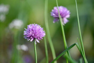 Obraz premium Purple chives flowering in early autumn on an allotment