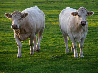 Spätsommer im westlichen Münsterland