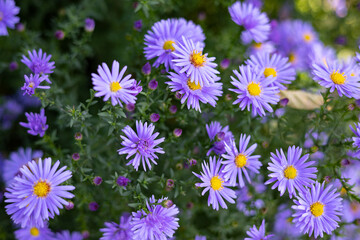 Autumn flowers. Purple flowers. Floral background. Aster flowers background.