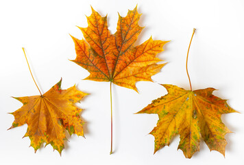 Maple leaves isolated on white.