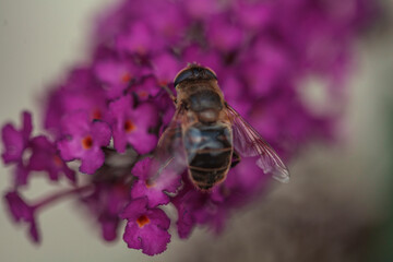 bee on pink flower
