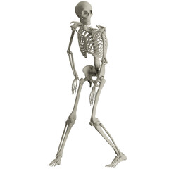 skeleton posing 3d render illustration