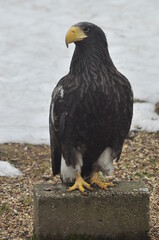 Animals are a traditionally (since the time of Aristotle) distinguished category of organisms, currently considered as a biological kingdom.