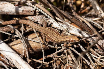Lacerta vivipara basking in natural habitat