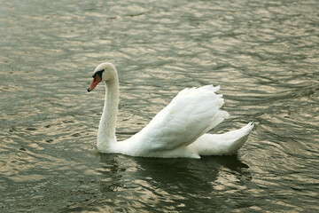 Plakat mute swan on water closeup
