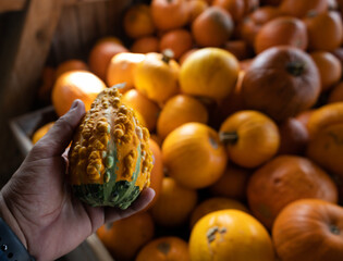 hand holding a pumpkin
