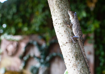 Lizard changing skin. Molting anole on a tree branch. Tropical animals