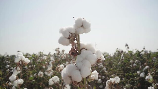 A close-up of a mature cotton branch in a cotton field as the camera pans around it. Agricultural business