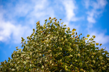 Green tree fence in city Riga