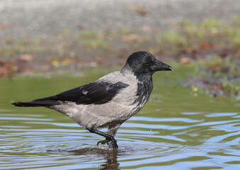 Obraz premium Hooded crow
