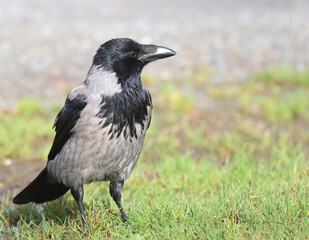 Hooded crow