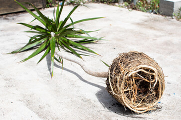 Repotting dracaena with root bounding. Root-bound house plant. The tight Root ball of the plant. 