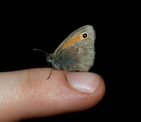 Obraz premium Butterfly standing on my finger.