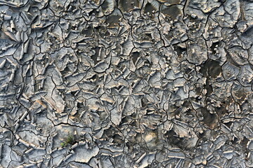 Dried ground texture in wildlife.