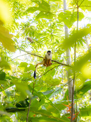 Squirrel Monkey, in the Costa Rica Rainforest