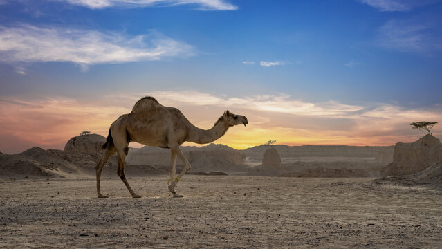 Camels Walking Freely On The Desert