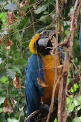 Parrot