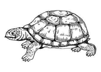 Turtle engraving style PNG illustration with transparent background