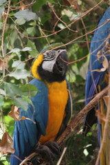 Parrot