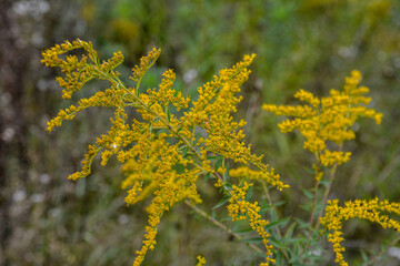 Blooming Goldenrod, Solidago flower .