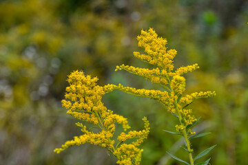 Blooming Goldenrod, Solidago flower .