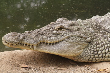 crocodile in the water