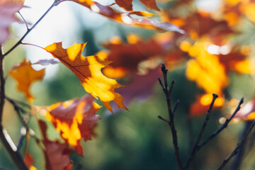 Branches of red oak with red leaves on blurred green background of the forest.