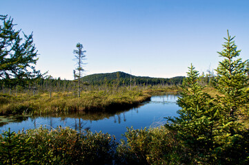 Scenic view of beautiful lush bog marsh with pond in brighton new york in late summer, showing larch trees and evergreen spruce with mountains in the background.