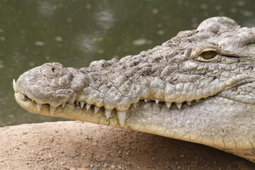 crocodile in the water