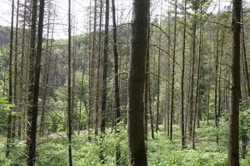 Fototapeta na wymiar Waldsterben im Westerwald