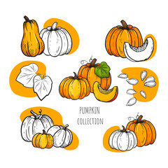 set of hand drawn  pumpkin. Bright orange gourds with leaves isolated on white background. Sketch pumpkin.Vector illustration for cards, decoration, Thanksgiving day, Halloween concept, poster, print,