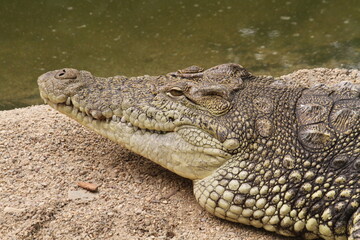 crocodile in the water