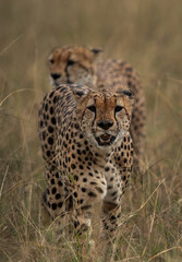 Naklejka na ściany i meble Cheetahs walking in the mid of grasses, Masai Mara